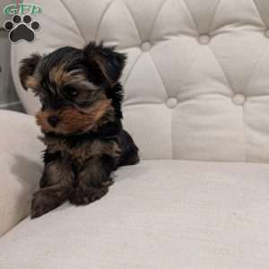 Remy, Yorkie Puppy
